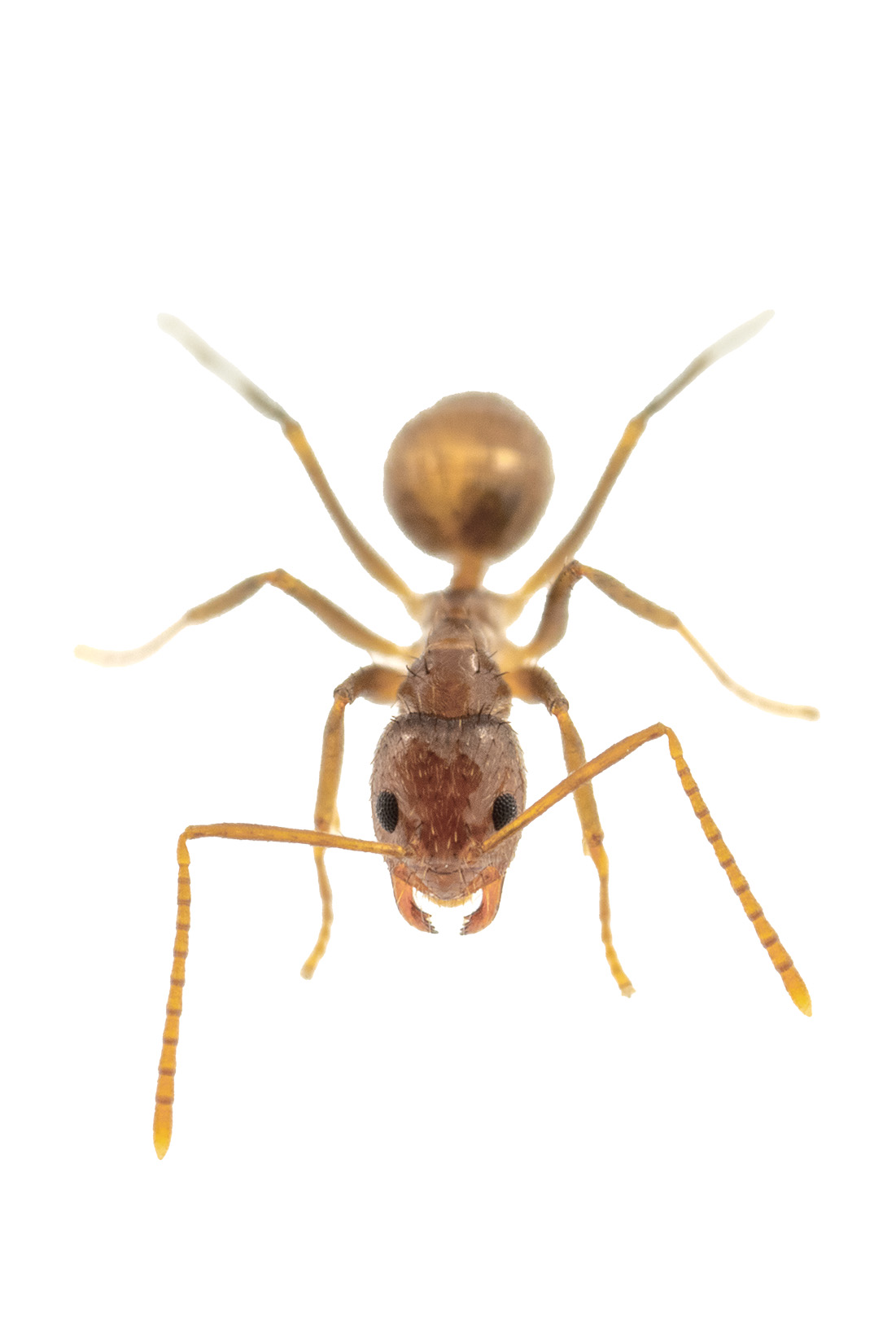 トップス ants Lesser Red Carpenter Ant (Camponotus decipiens) Colonies For Sale